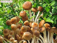 3 Pound (1362 grams) Grade A delicious mushroom Agrocybe Aegerita dried from Yunnan China