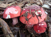 2 Pound (908 grams) Red Mushroom Dried Russula from Yunnan China