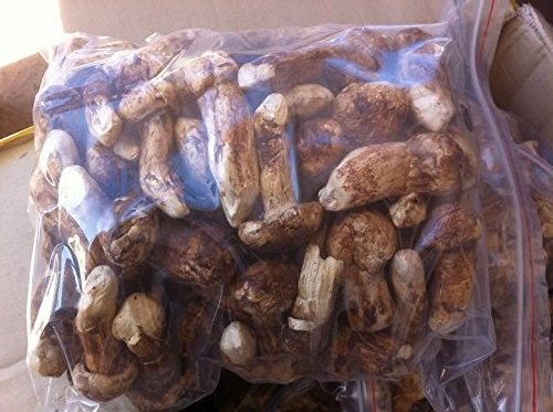 4 Ounce (114 grams) Freeze Dried Matsutake Whole Mushroom Premium Grade from Yunnan China