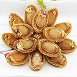 8 Ounce（227 grams）Dried seafood large-sized abalone from China Sea