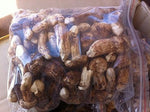1 Pound (454 grams) Freeze Dried Matsutake Whole Mushroom Premium Grade from Yunnan China