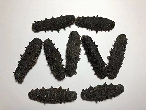 8 Ounce（227 grams）Dried seafood sea cucumber from China Sea