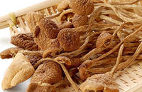 1 Pound (454 grams) Grade A delicious mushroom Agrocybe Aegerita dried from Yunnan China