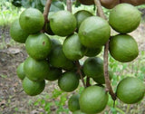 3 Pound (1362 grams) Stir-fried nut Macadamia ternifolia F. Muell Grade A from China