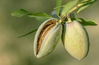 2 Pound (908 Grams) Stir-Fried nut BADAM Almond Kernel Grade A from Xingjiang China (新疆巴旦木仁）