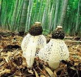 8 Ounce (227 grams) Wild Bamboo Fungus Dried Mushroom from Yunnan China