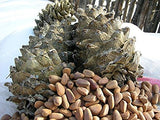 3 Pound (1362 grams) Shelled roasted pine nuts Grade A from Northeast China