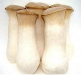 1 Pound (454 grams) Oyster Dried Mushroom Premium Grade from Yunnan China