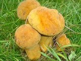 1 Pound (454 grams) Boletus luteus mushroom dried Grade A yellow porcini from Yunnan China