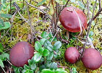 2 Pound (908 grams) Delicious suillus bovinus Mushroom Premium Grade from Yunnan China