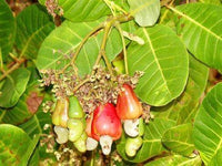 4 Pound (1816 grams) Raw cashews dried Grade A