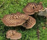 8 Ounce (227 grams) Sarcodon Aspratus Dried Mushroom from Yunnan China