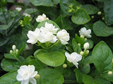 700 grams herbal tea dried jasmine flower 100% natural