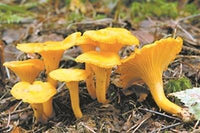1 Pound (454 grams) Dried chanterelle mushroom from Yunnan China