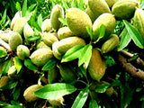 3 Pound (1362 Grams) Stir-Fried nut BADAM Almond Kernel Grade A from Xingjiang China (新疆巴旦木仁）