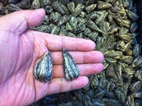700 grams green tea Tuocha of tower shape highest grade in bag packing