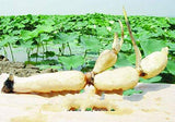 Special Chinese vegetable food lotus root starch 1 pound (454 grams) original flavor （中国藕粉无糖原味）